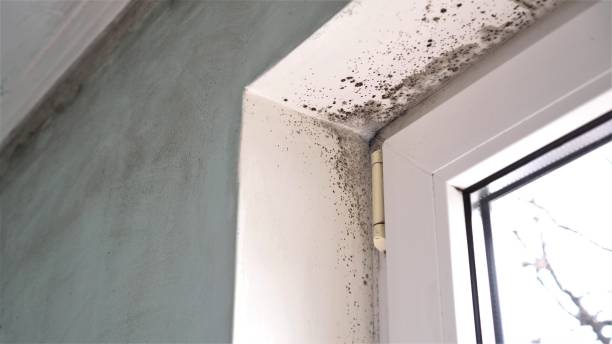Best Mold Remediation for Healthcare Facilities  in Beach, ND